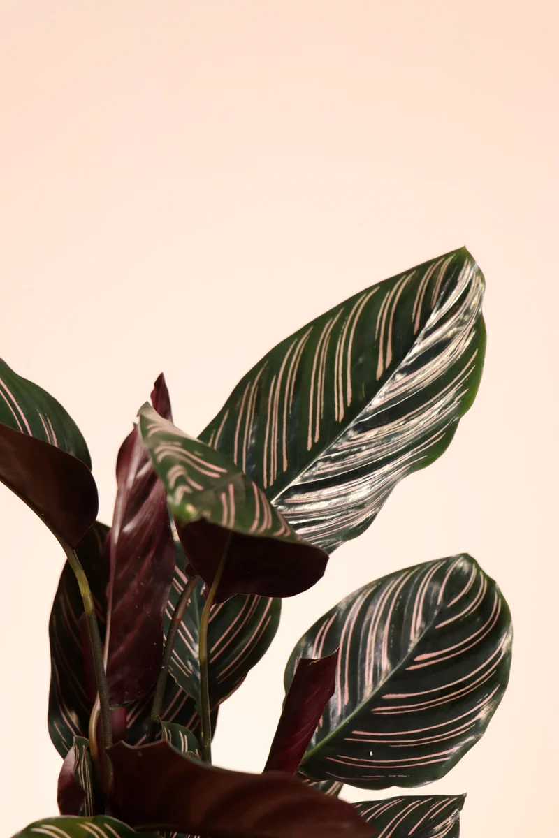 Calathea ornata (Korbmarante) (M)