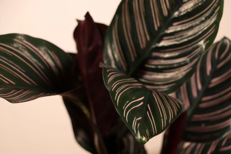 Calathea ornata (Korbmarante) (M)