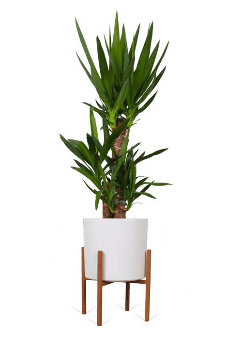 Yucca (Palmlilie) (L)