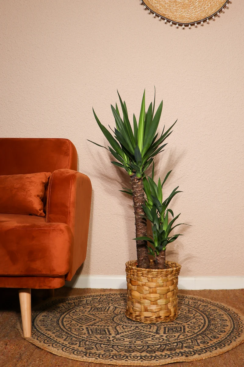 Yucca (Palmlilie) (L)