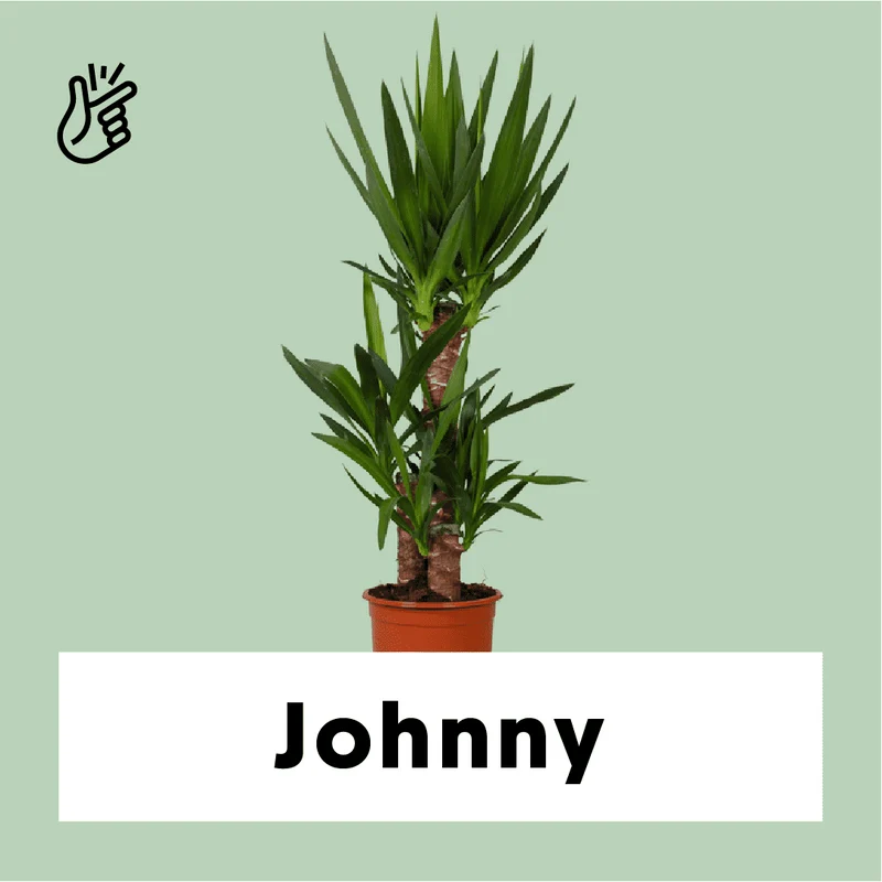 Yucca (Palmlilie) (L)