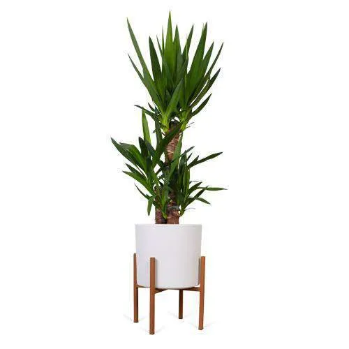 Yucca (Palmlilie) (L)
