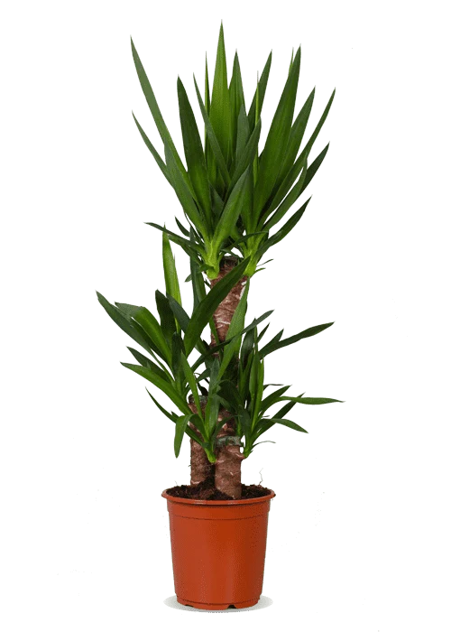 Yucca (Palmlilie) (L)