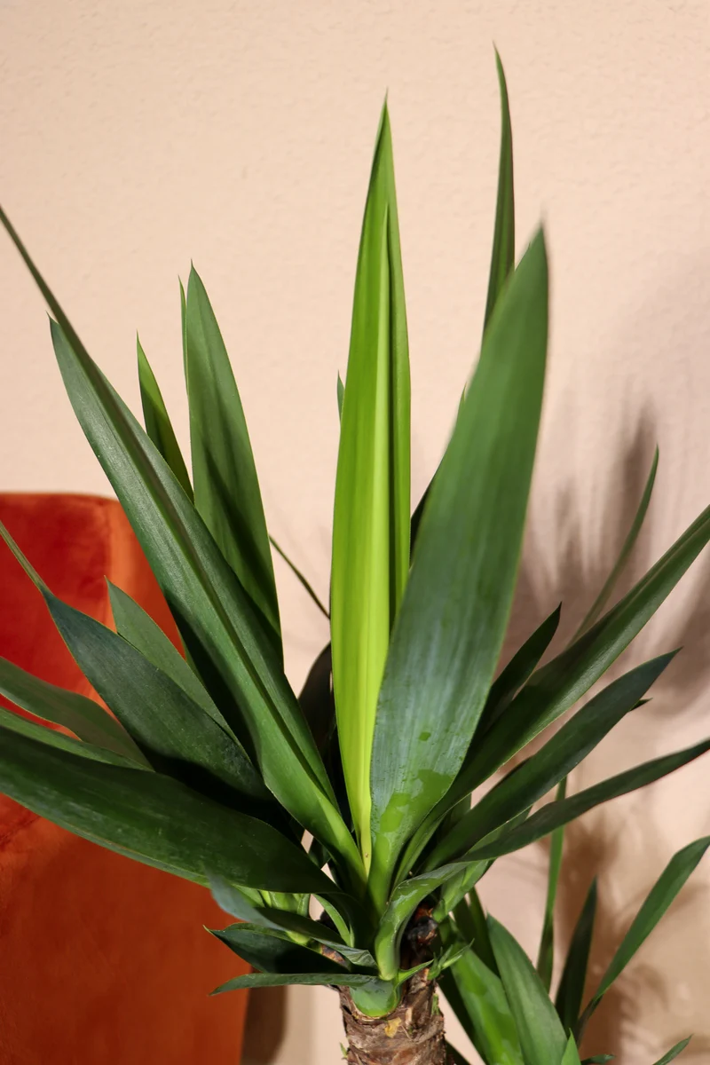 Yucca (Palmlilie) (L)