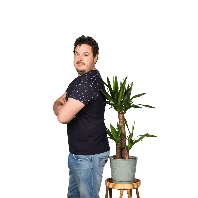 Yucca (Palmlilie) (L)