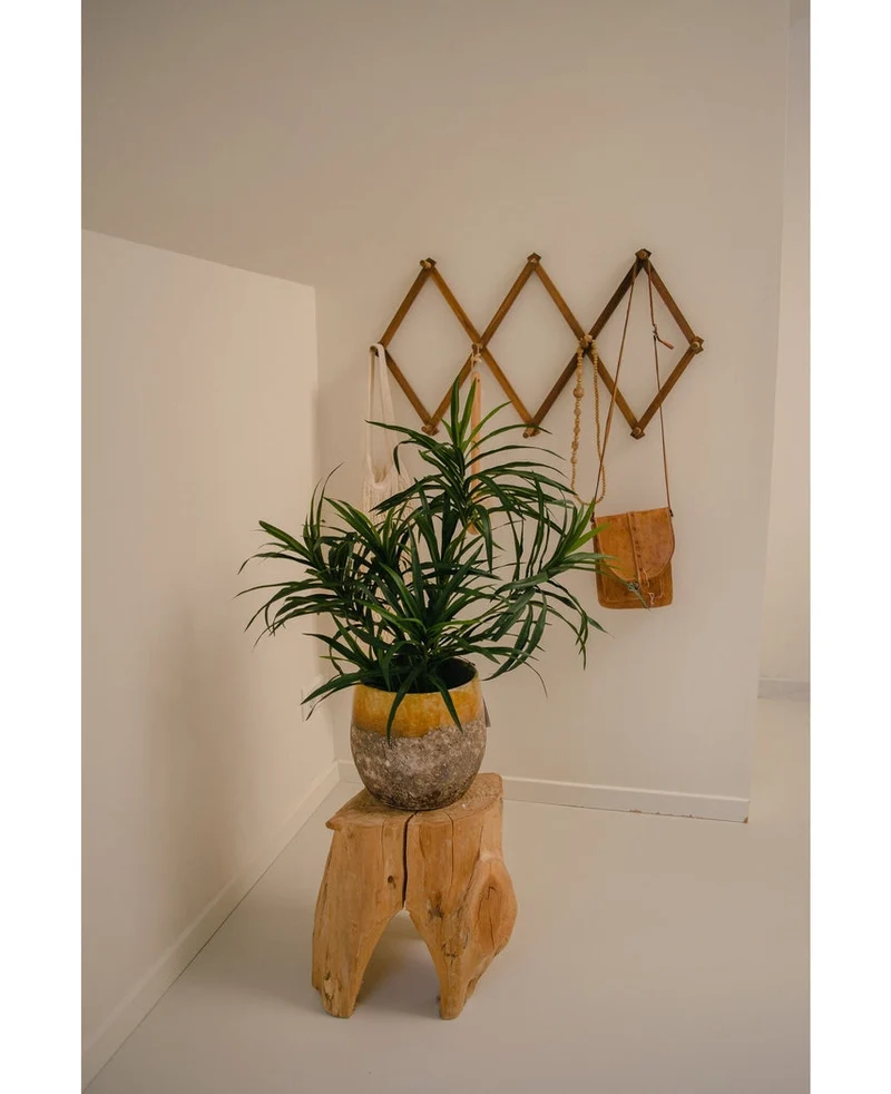 Kunstpflanze Dracaena Reflexa im Topf 63 cm