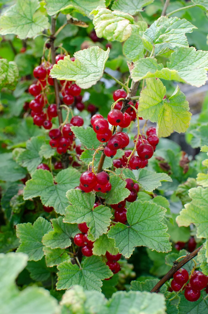 Johannisbeere (Ribes ribest)