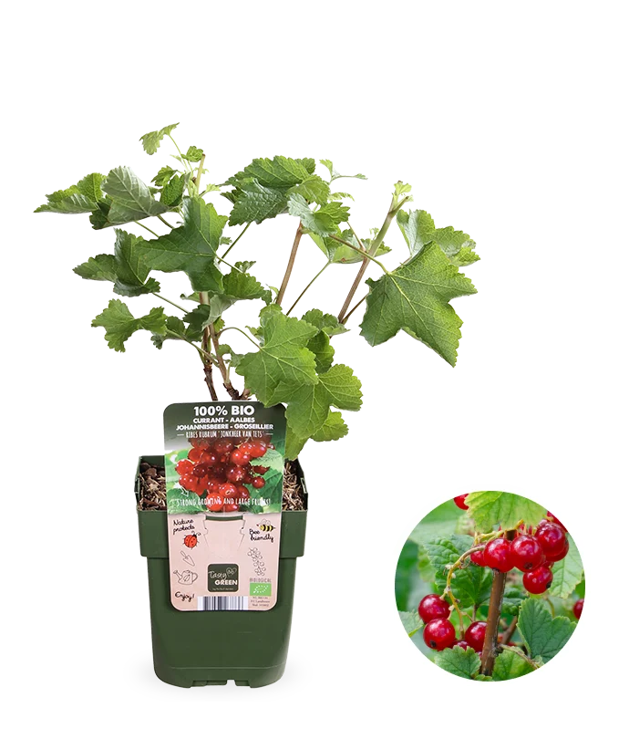 Johannisbeere (Ribes ribest)