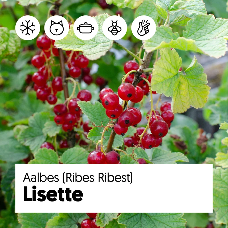 Johannisbeere (Ribes ribest)