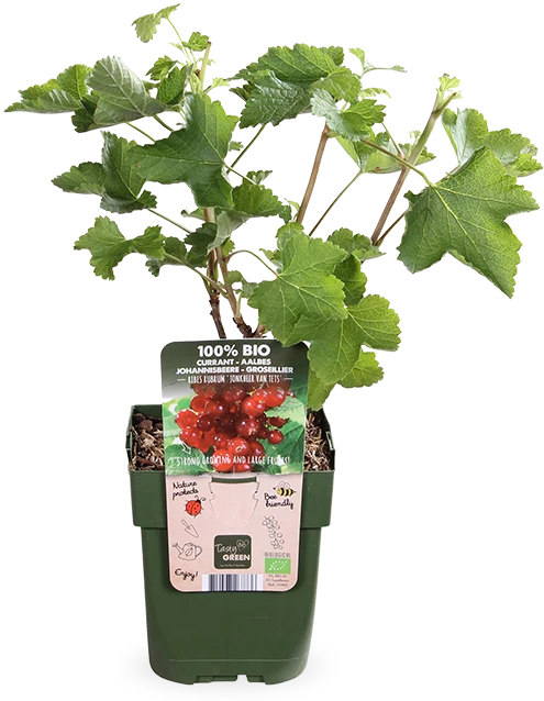 Johannisbeere (Ribes ribest)