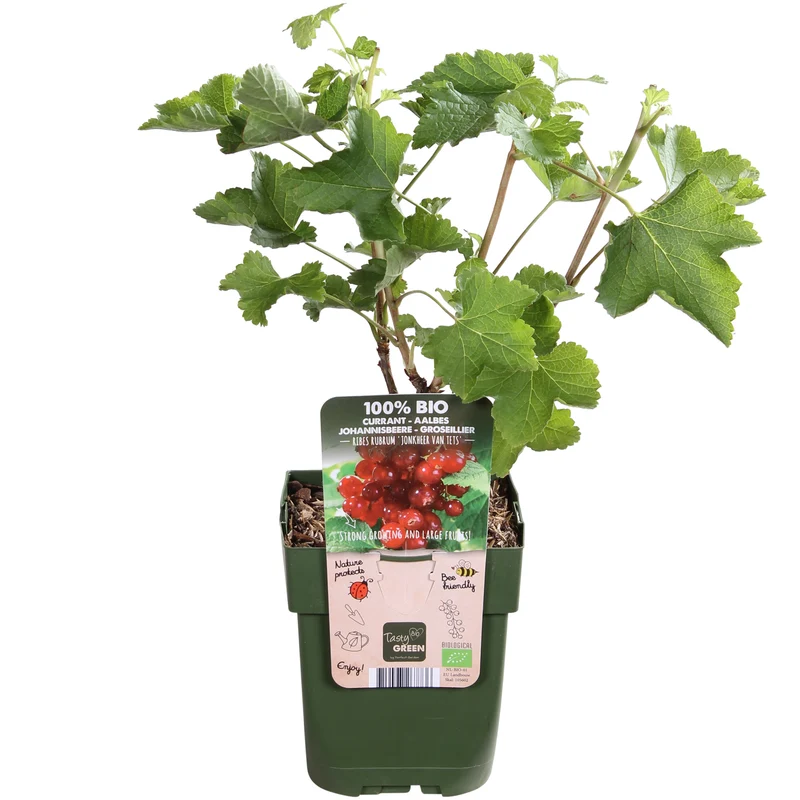 Johannisbeere (Ribes ribest)