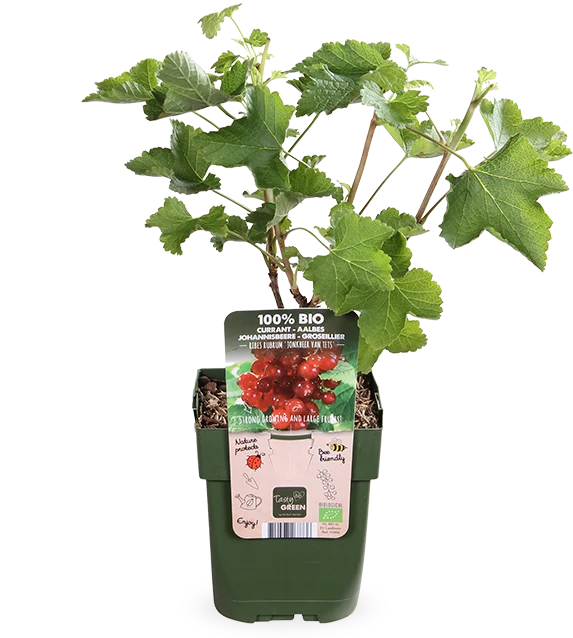 Johannisbeere (Ribes ribest)