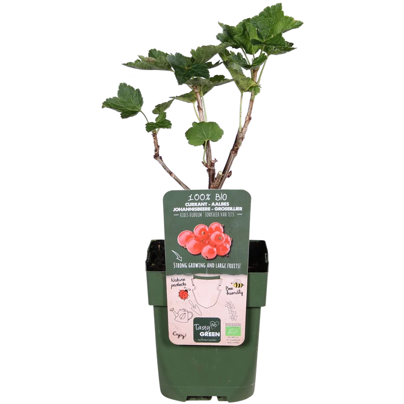 Johannisbeere (Ribes ribest)