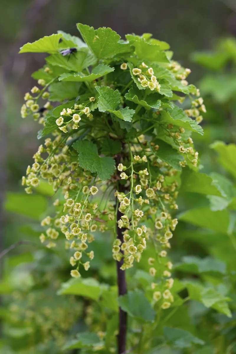 Johannisbeere (Ribes ribest)