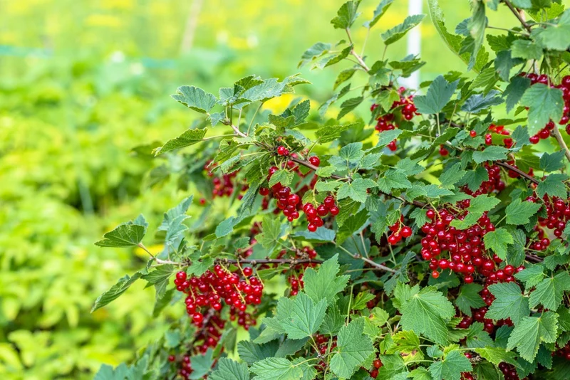Johannisbeere (Ribes ribest)