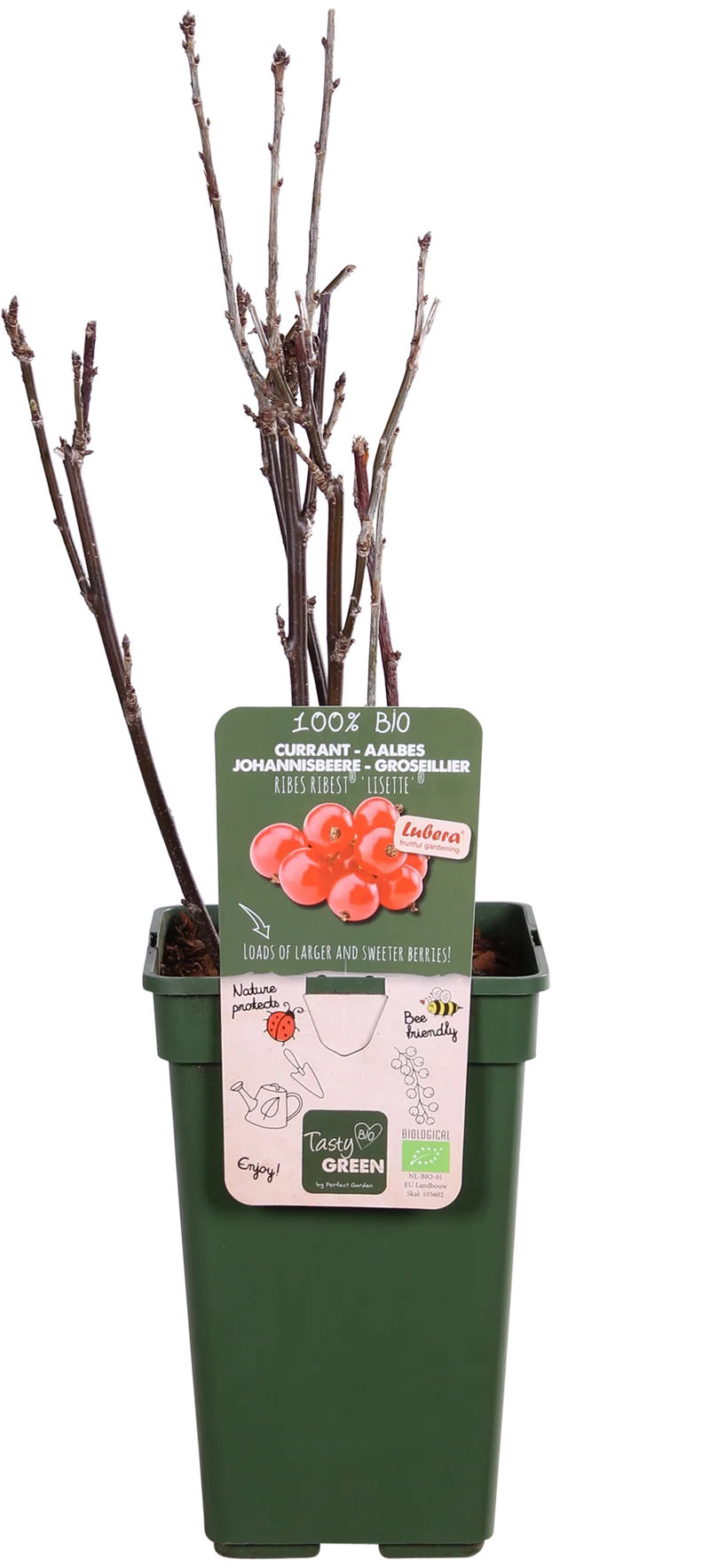 Johannisbeere (Ribes ribest)
