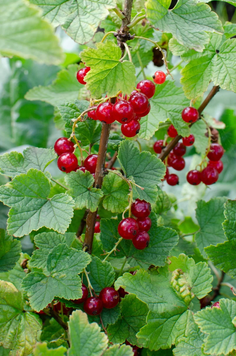 Johannisbeere (Ribes ribest)