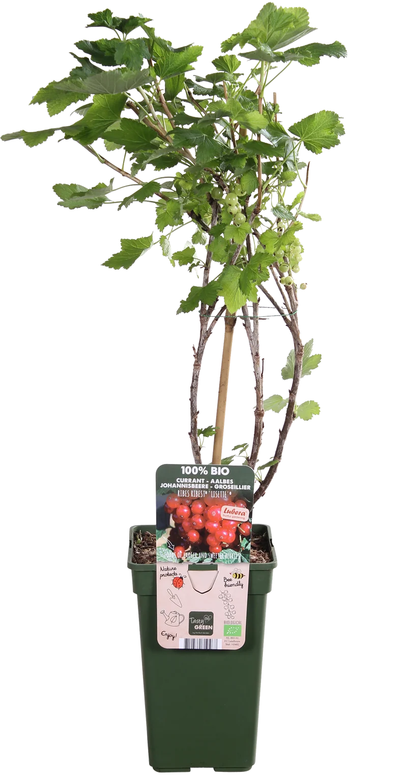 Johannisbeere (Ribes ribest)