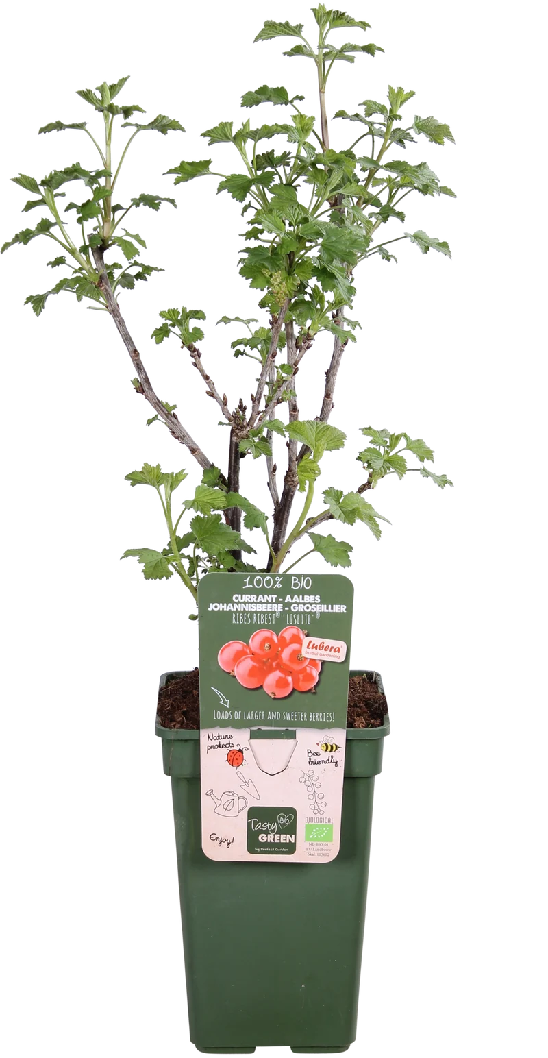 Johannisbeere (Ribes ribest)