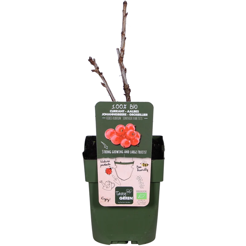 Johannisbeere (Ribes ribest)
