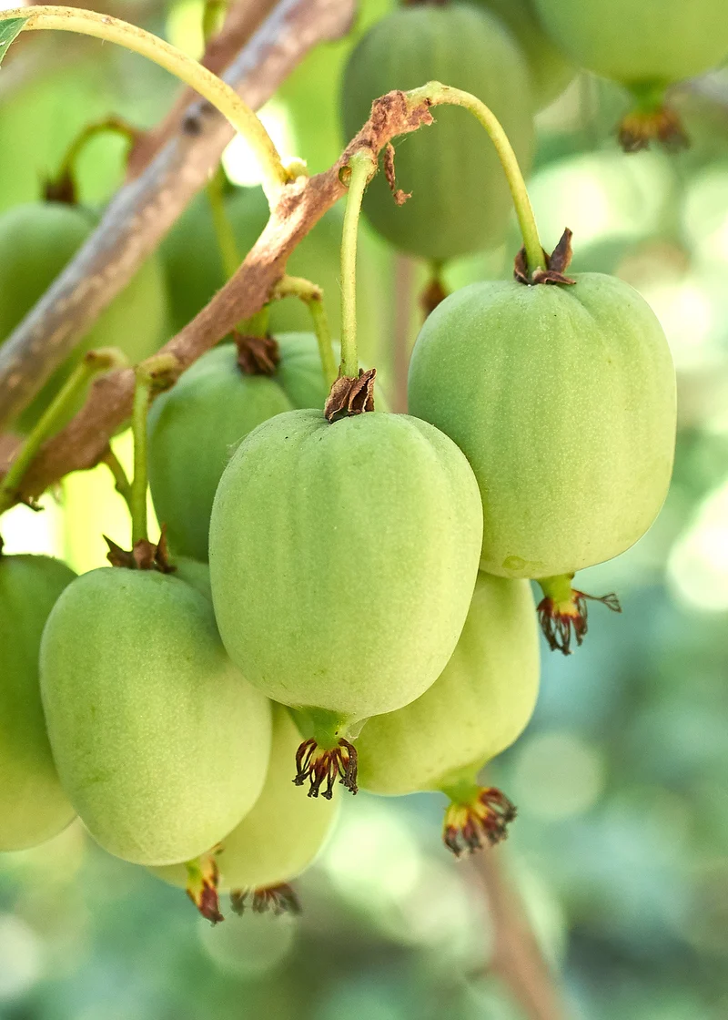 Kiwibeere (Actinidia issai)