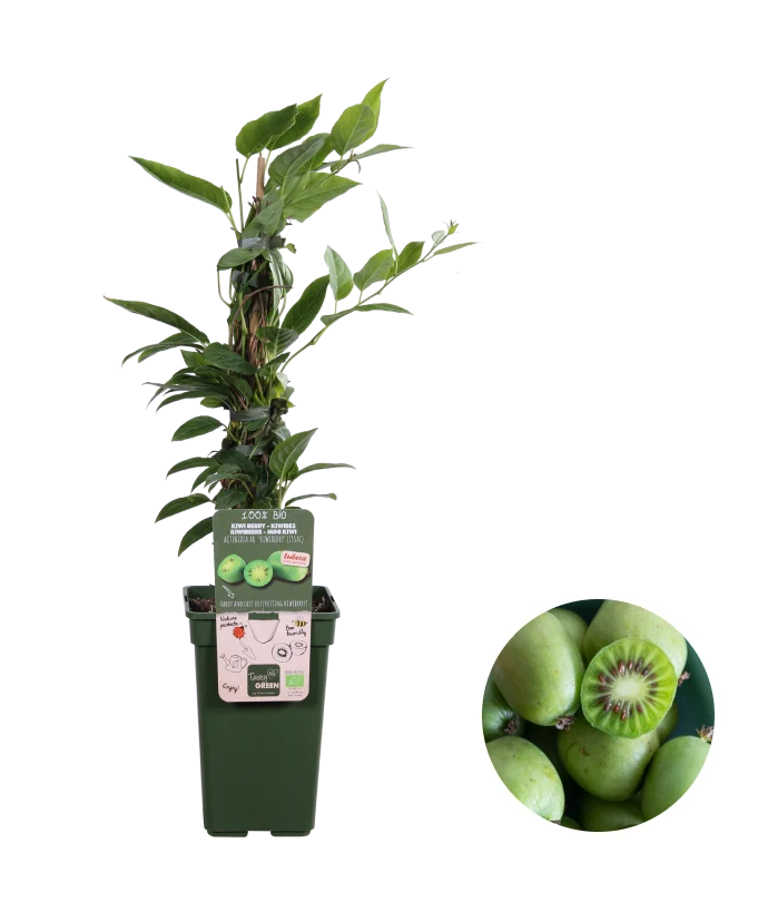 Kiwibeere (Actinidia issai)
