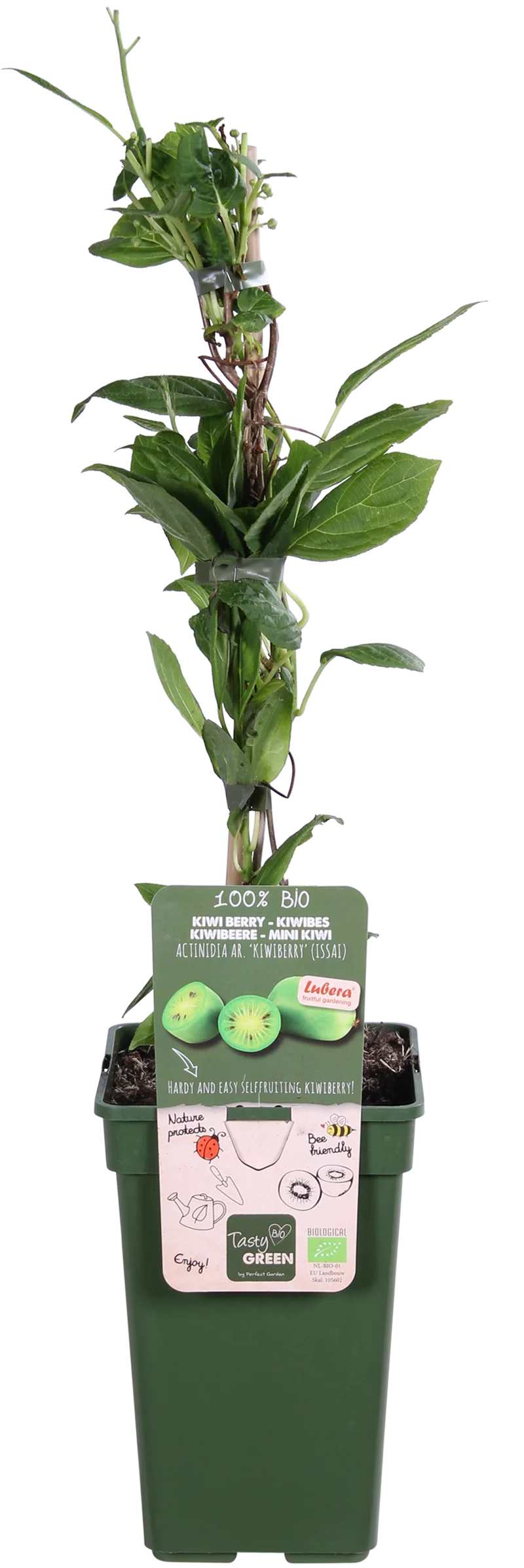 Kiwibeere (Actinidia issai)