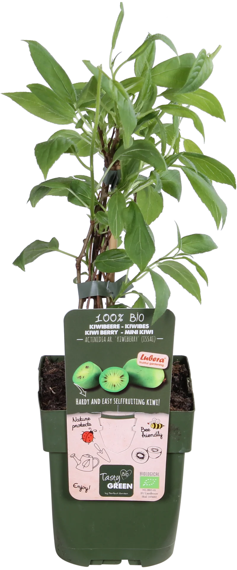Kiwibeere (Actinidia issai)