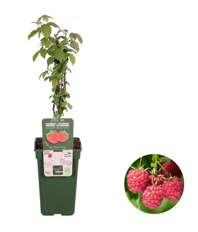 Himbeere (Rubus ideaus) (M)