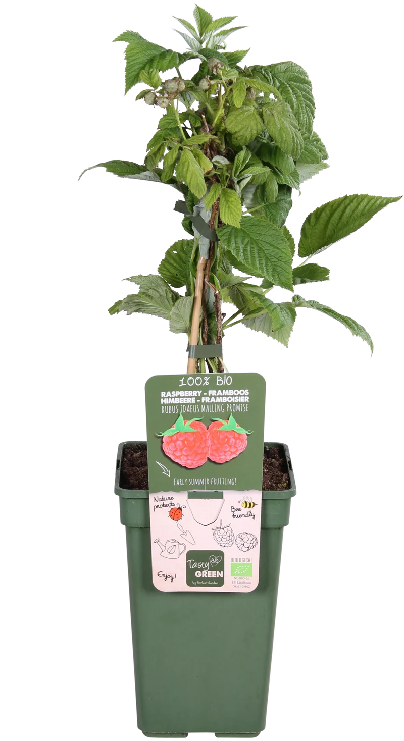 Himbeere (Rubus ideaus) (M)
