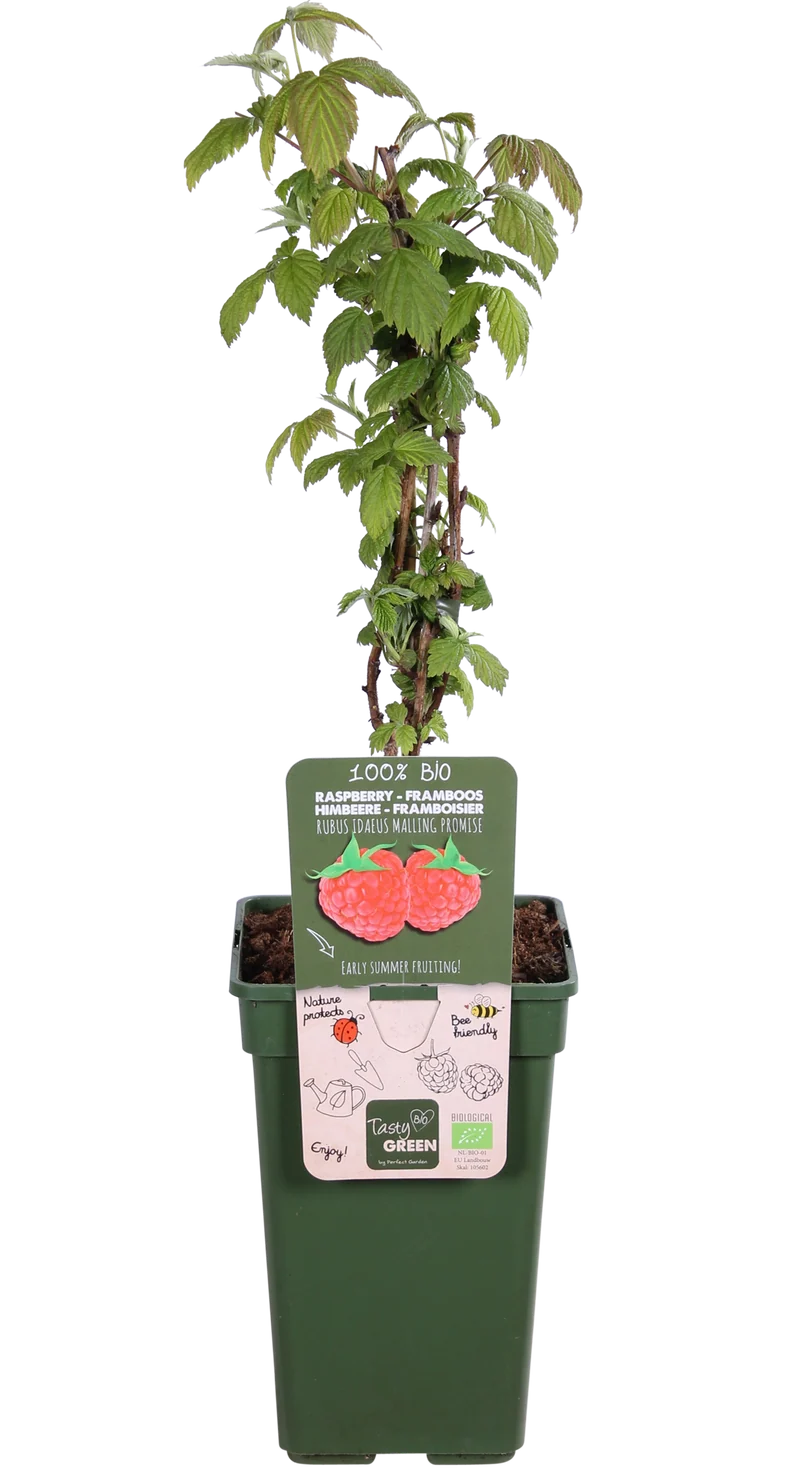 Himbeere (Rubus ideaus) (M)