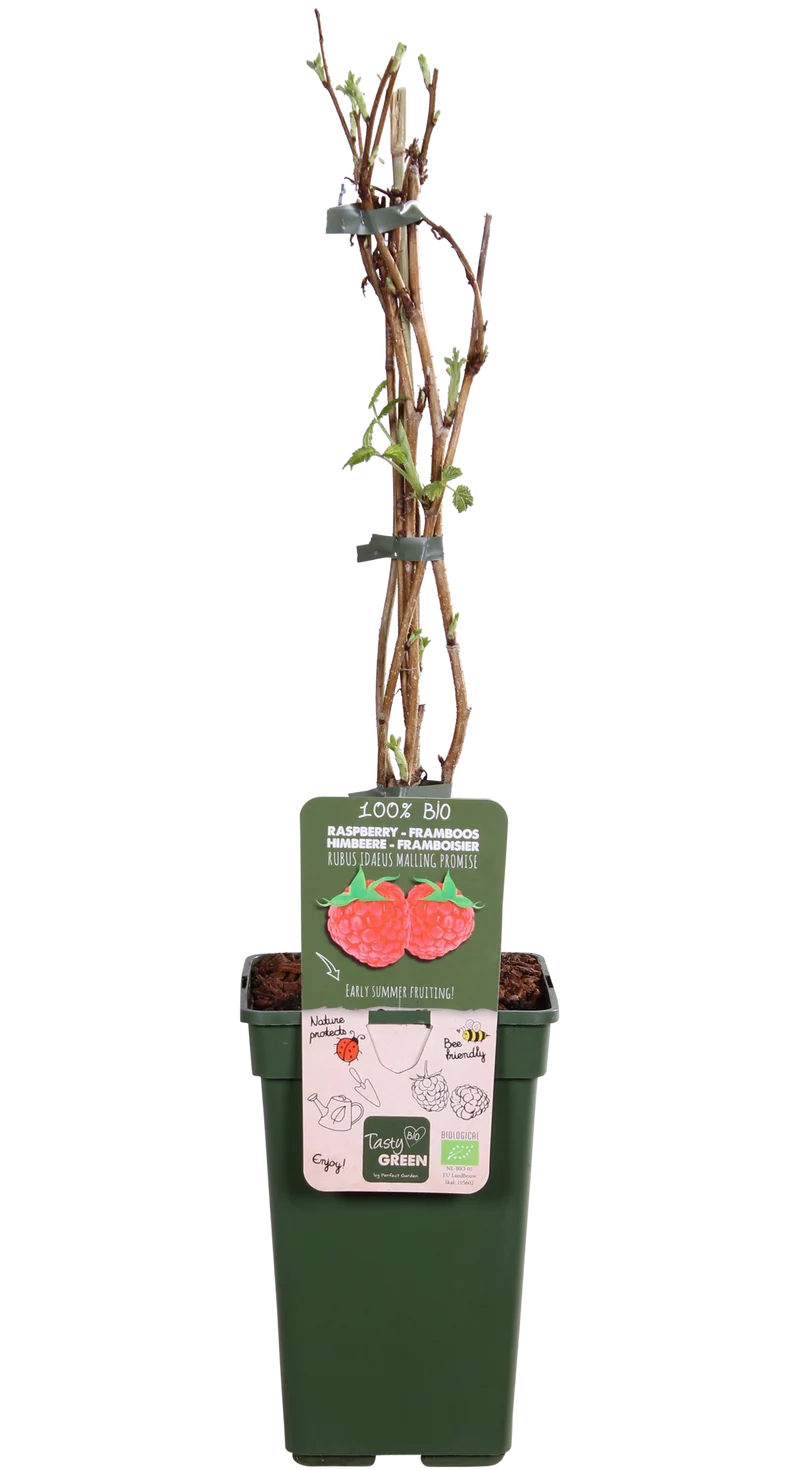 Himbeere (Rubus ideaus) (M)