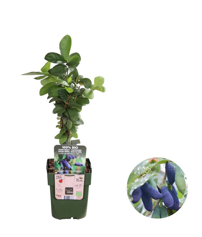Honigbeere (Lonicera kamtschatica)
