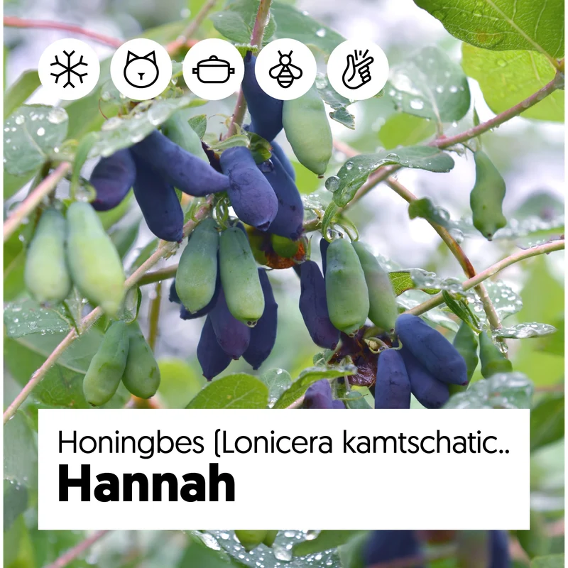 Honigbeere (Lonicera kamtschatica)