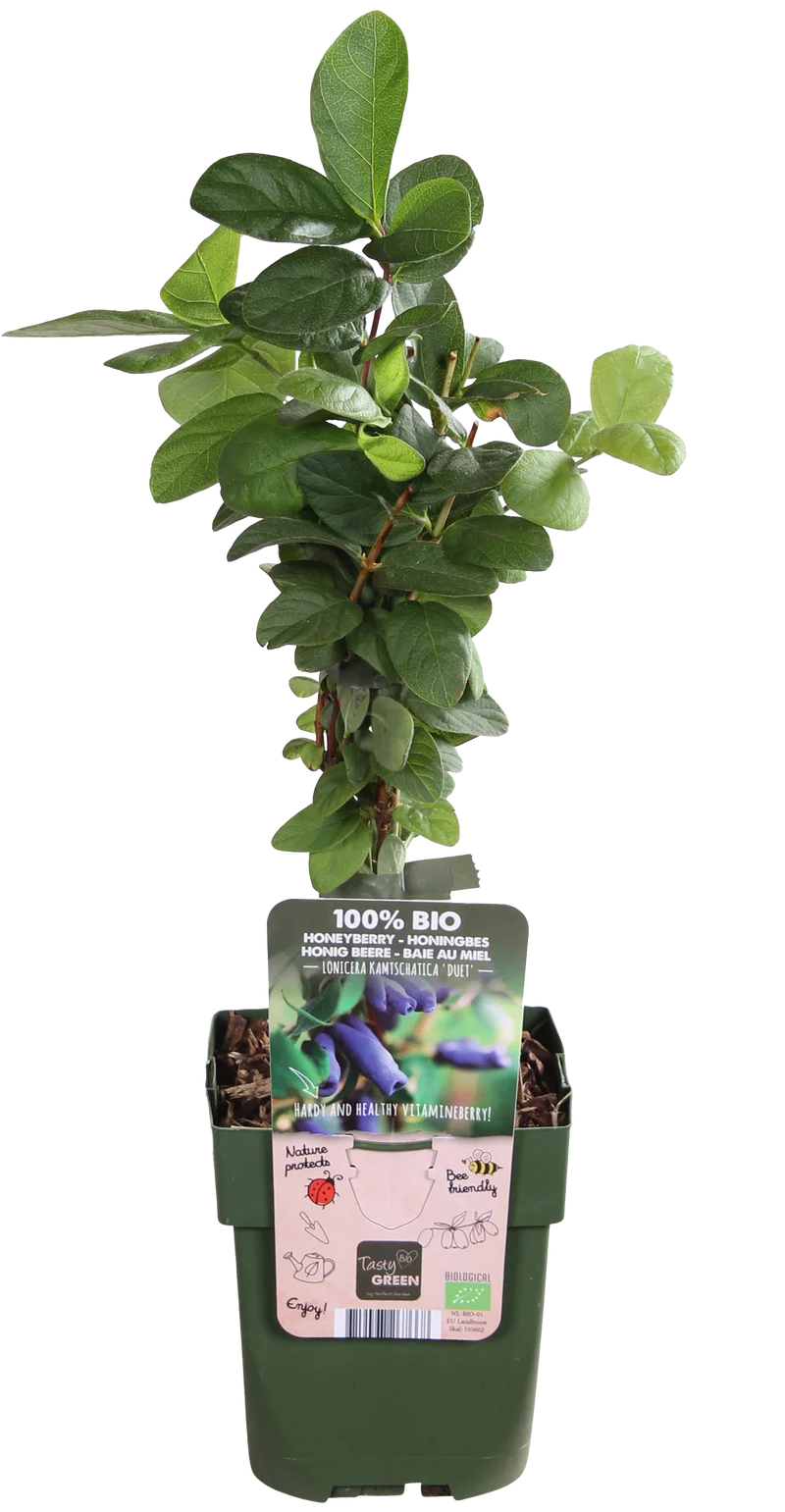 Honigbeere (Lonicera kamtschatica)