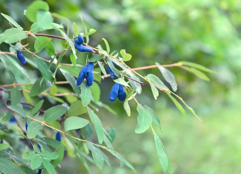 Honigbeere (Lonicera kamtschatica)