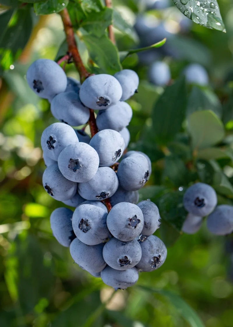 Heidelbeere (Vaccinium corymbosum) (L)