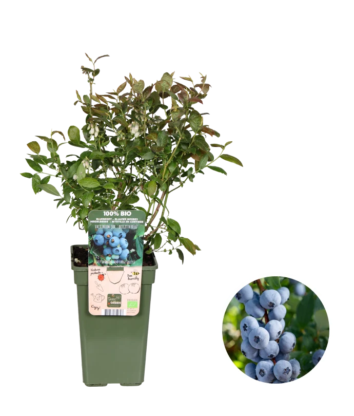 Heidelbeere (Vaccinium corymbosum) (L)
