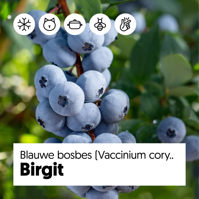 Heidelbeere (Vaccinium corymbosum) (L)