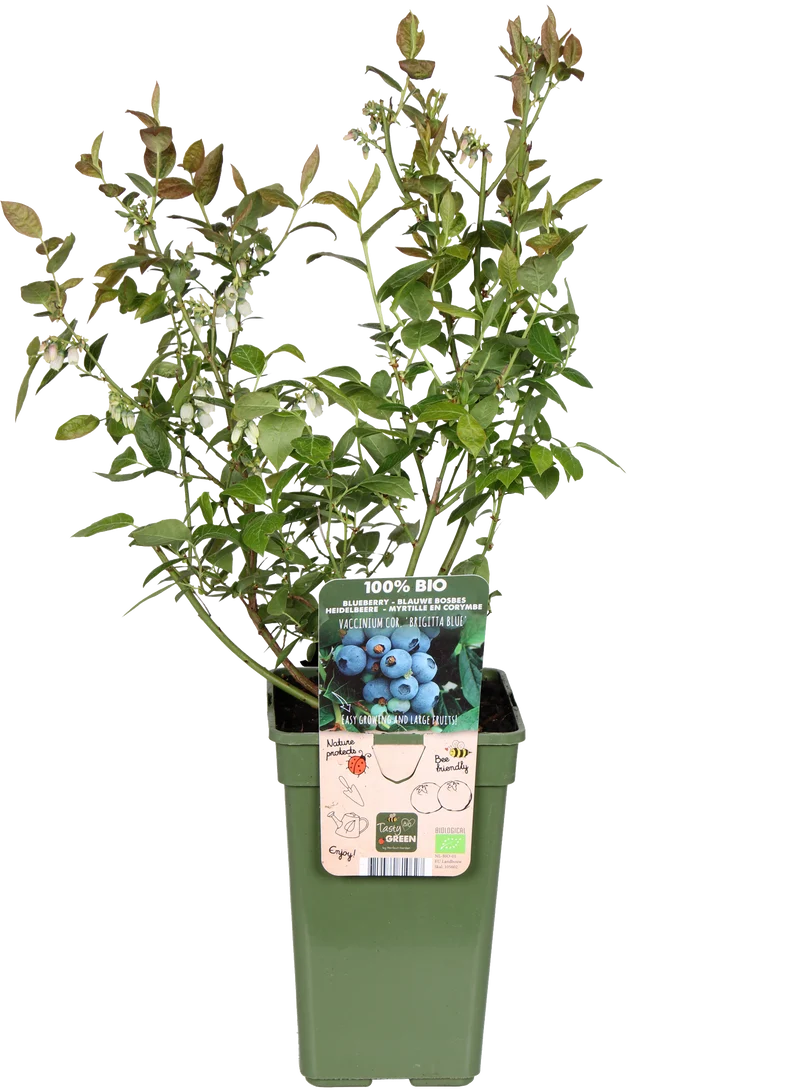 Heidelbeere (Vaccinium corymbosum) (L)