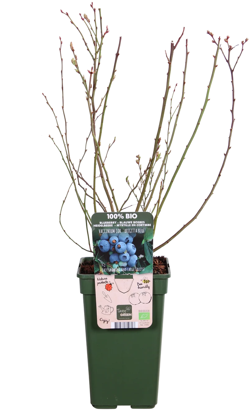 Heidelbeere (Vaccinium corymbosum) (L)