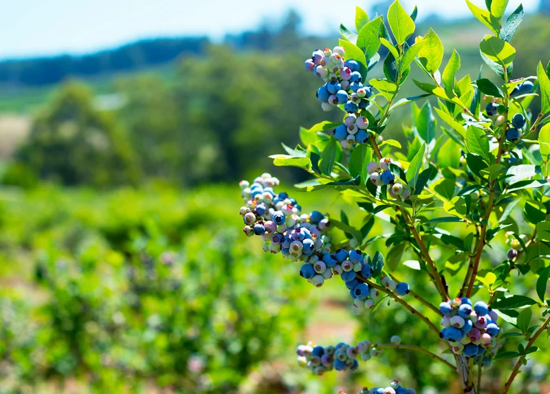 Heidelbeere (Vaccinium corymbosum) (L)