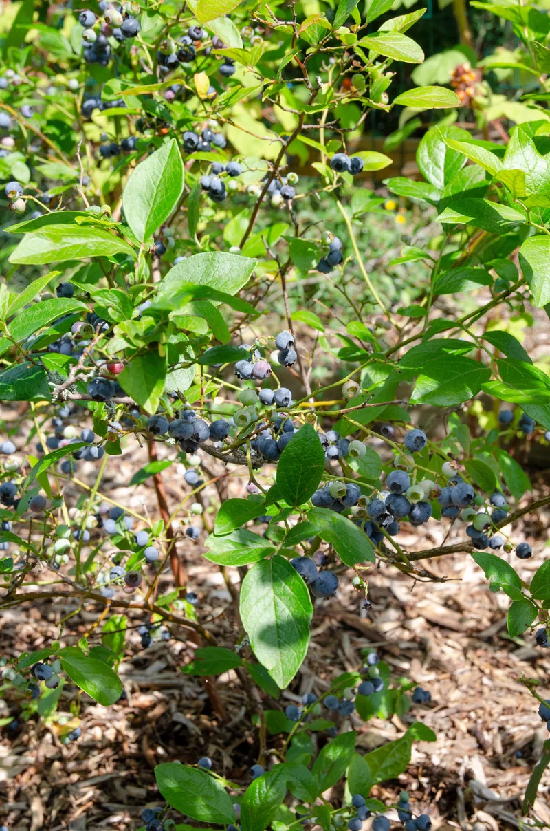 Heidelbeere (Vaccinium corymbosum) (L)