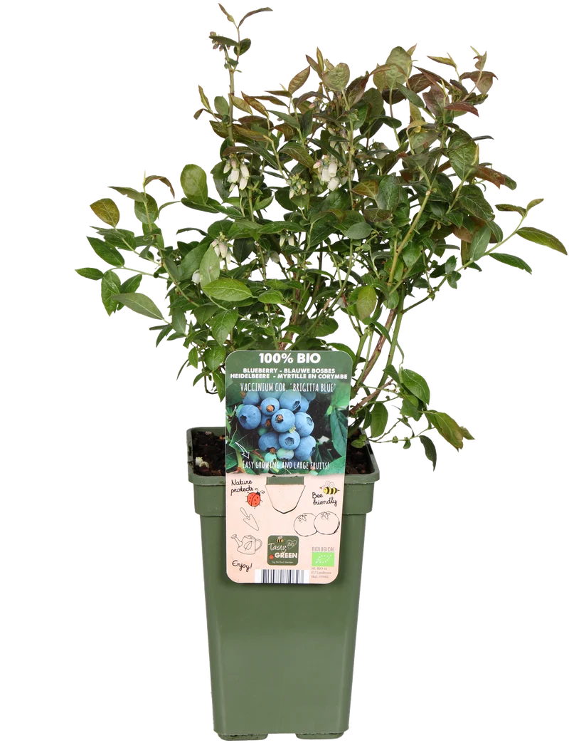 Heidelbeere (Vaccinium corymbosum) (L)