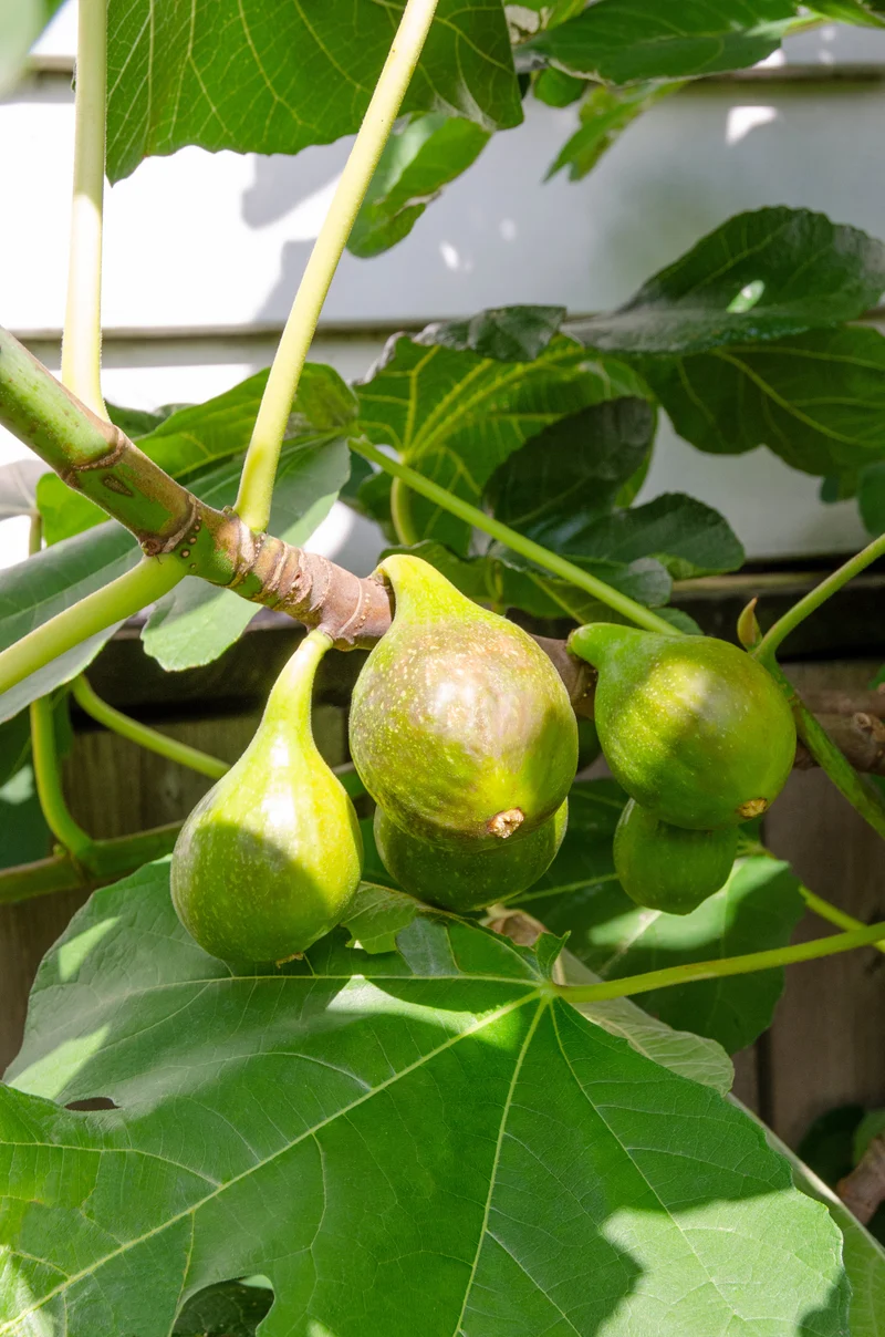 Feige (Ficus carica)