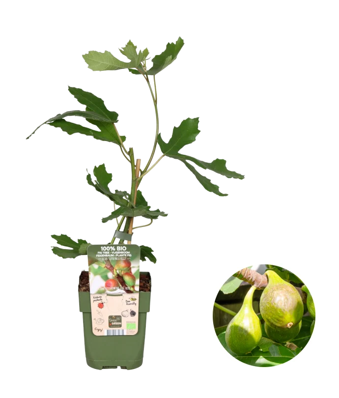 Feige (Ficus carica)