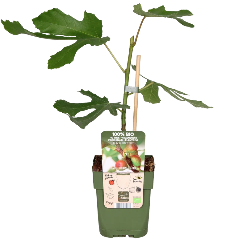 Feige (Ficus carica)