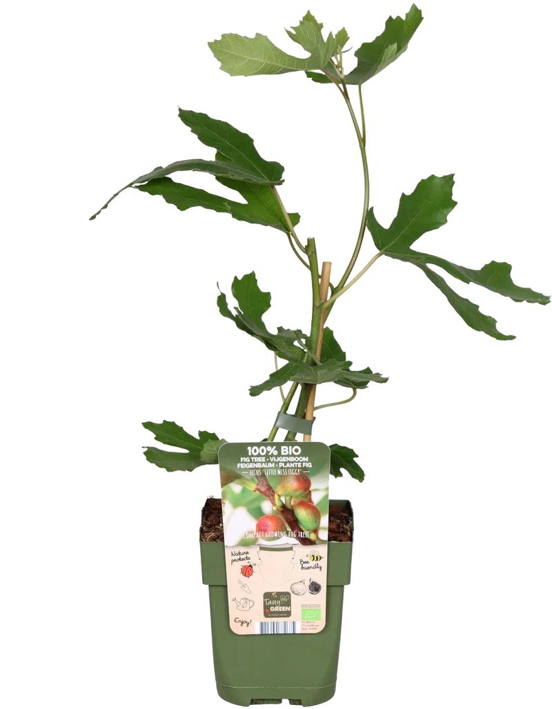 Feige (Ficus carica)