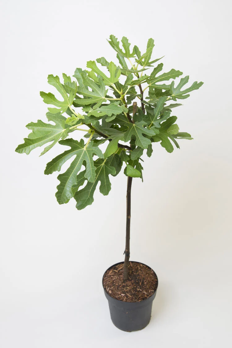 Feige (Ficus carica)