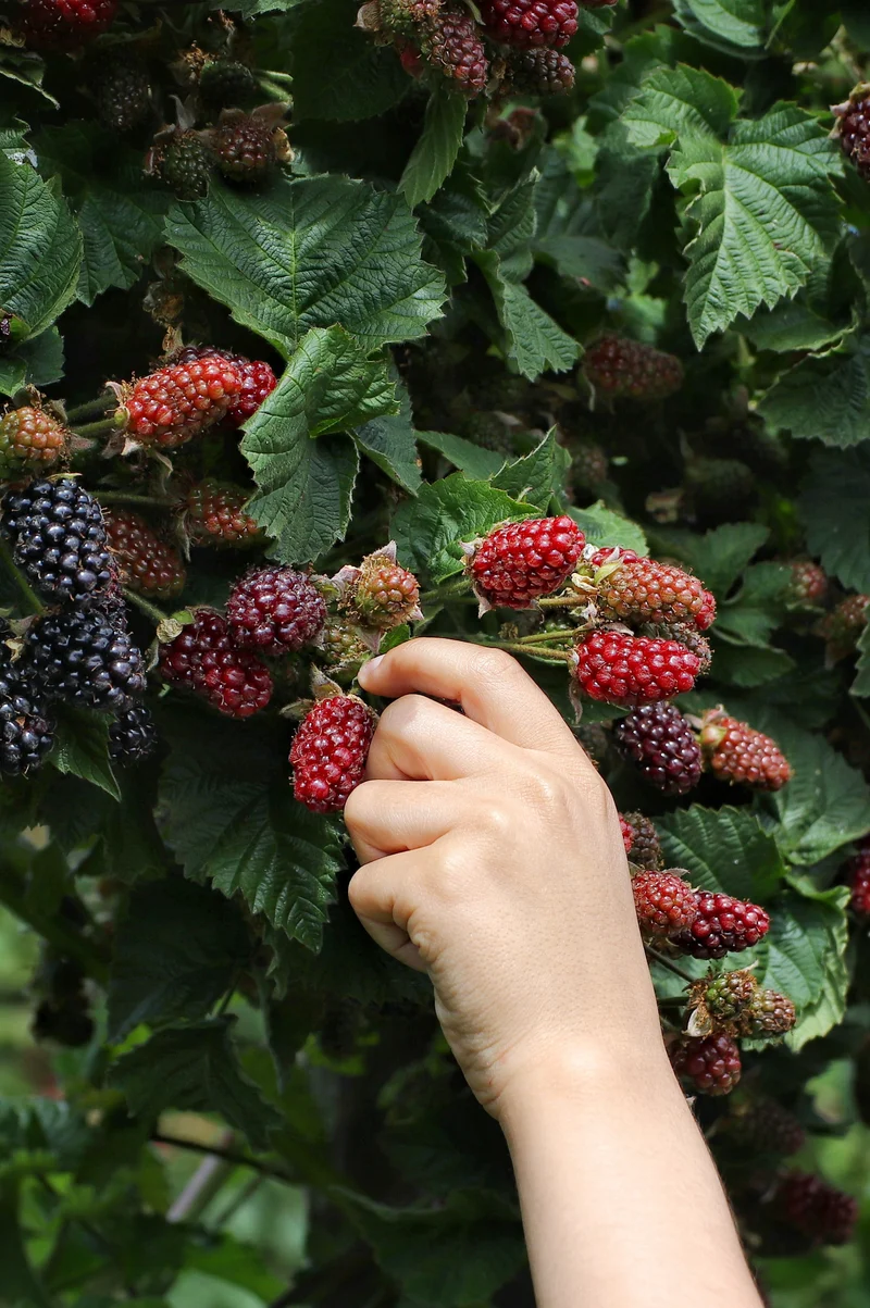 Brombeere ohne Dornen (Rubus fruticosus)